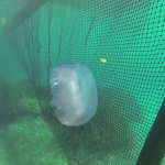 Jellyfish protection flotaing barrier