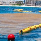 barrera flotante protecccion medusas